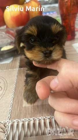 Мини йорки,момче. Гр. Варна, снимка 2 - Други - 53287256
