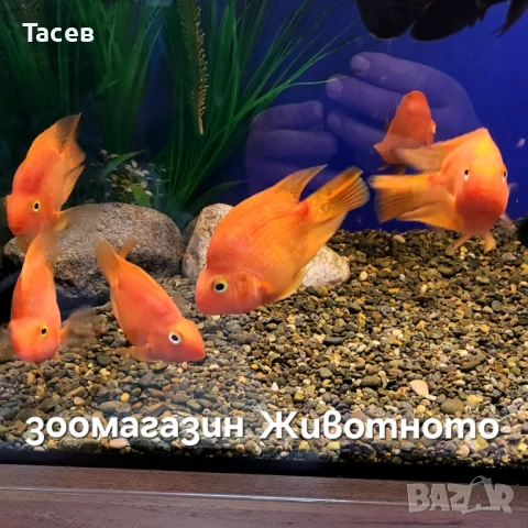 Червен папагал 7см