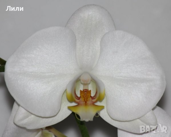Орхидея фаленопсис Ghost Town, снимка 1 - Стайни растения - 38933859