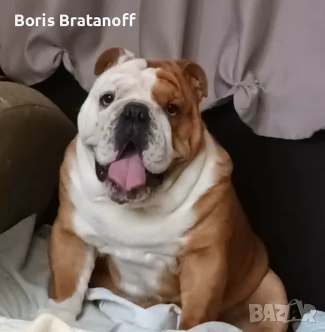английски булдог 
