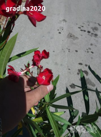 Олеандър, снимка 9 - Градински цветя и растения - 27548308