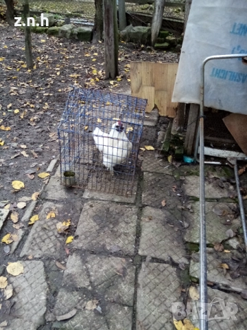 Декоративно петле