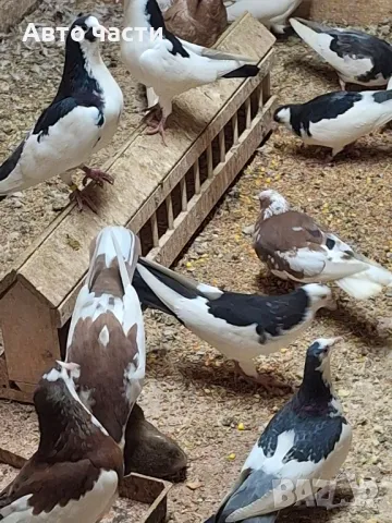 пазарджишки високолетачи със добри постижения , снимка 6 - Гълъби - 49029534