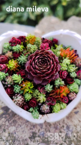 Гипсокерамични крила с формата на сърце и с живи студоустойчиви сукуленти!, снимка 2 - Декорация за дома - 52435989