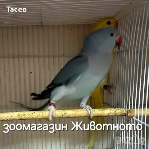 Малък александър, снимка 1