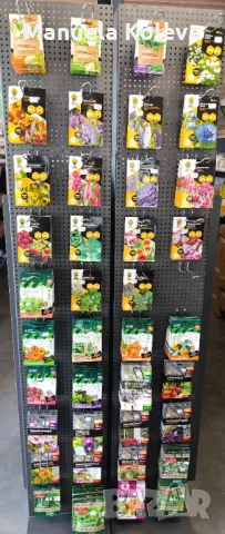 Семена, снимка 2 - Сортови семена и луковици - 49204578