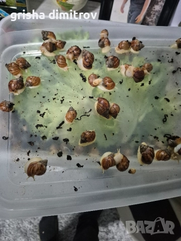 Гигантски африкански охлюви Achatina 