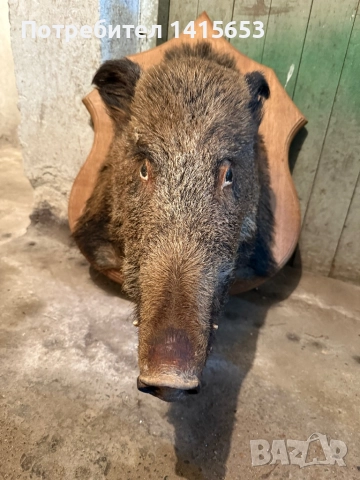 Продавам препарирано диво прасе, снимка 3 - Антикварни и старинни предмети - 52502491