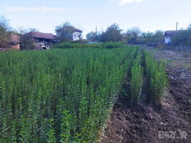 Лигуструм Овалифолиум - Жив - плет (0.70) за 1бр., снимка 4 - Разсади - 51439199