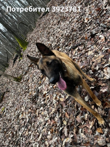 Белгийска овчарка ( Малиноа ), снимка 2 - Белгийска овчарка - 53408131
