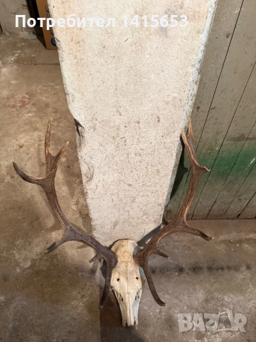 Продавам трофей от слъндак, снимка 5 - Антикварни и старинни предмети - 52950000