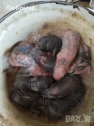 Продавам зайци, снимка 5 - Други - 50753326