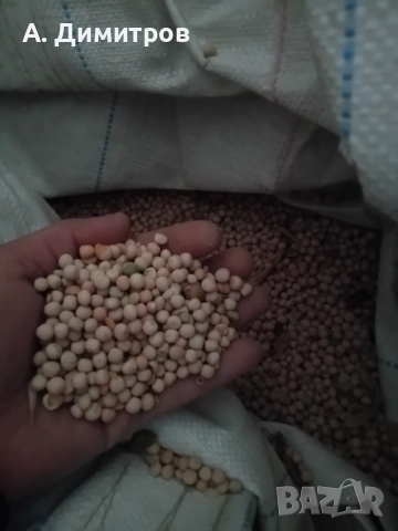 Грах фуражен и  за сейдба, снимка 2 - За селскостопански - 51994527