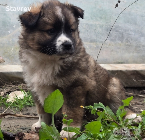 Кученца, снимка 7 - Други - 52561457