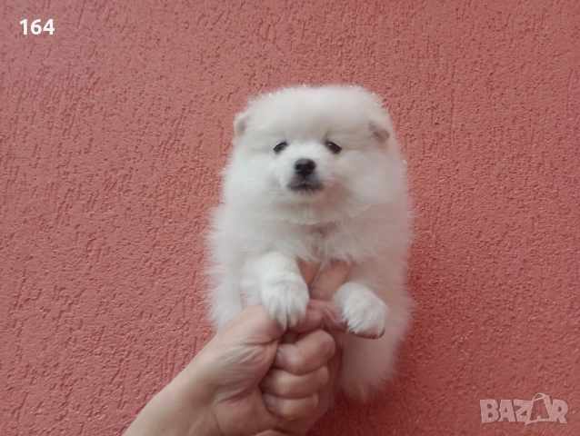 Мъжки Померан. Реални снимки от 01.02.26 г. , снимка 4 - Немски шпиц - 53307548