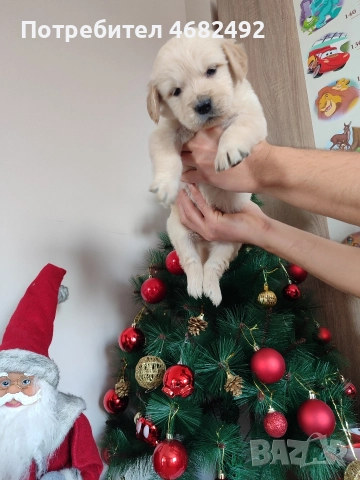 Голдън ретривър , снимка 6 - Голдън ретривър - 52794312