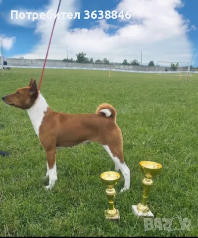 Басенджи, снимка 3 - Други - 48860194