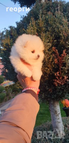 Померан померанче, снимка 3 - Померан - 32224994