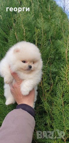 Померан померанче, снимка 8 - Померан - 32224916
