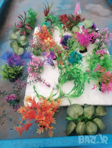 Продавам водни растения за аквариум, снимка 15 - Аквариуми - 52682599