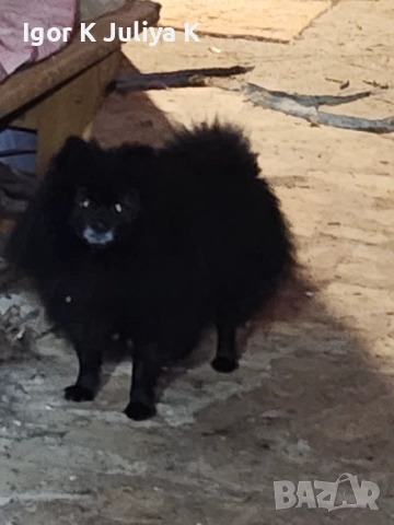 уникален померан тип черна перла, невероятно красив.  , снимка 3 - Померан - 50666317