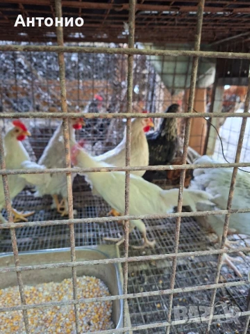 Продавам петли , снимка 1