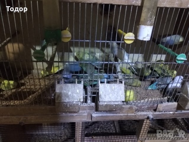 Продавам вълнисти папагали, снимка 5 - Папагали - 16375446