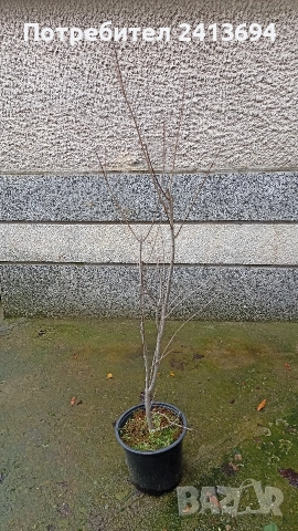 нар -ядлив с кичести пъстри цветове punica granatum Lingerie , снимка 6 - Градински цветя и растения - 52896816