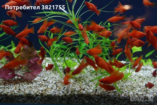 Декоративни рибки, хелер, хелер албино ред, снимка 2 - Рибки - 52128609