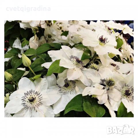 Клематис (Clematis Maria Kaczynska), снимка 2 - Градински цветя и растения - 36611044