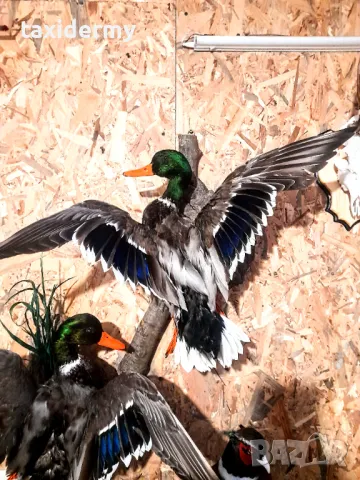 Дива патица. 