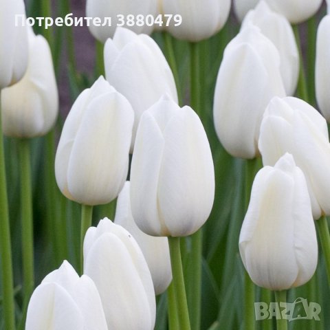 луковици на бяло лале, снимка 1