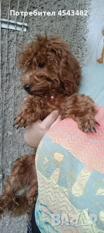 той пудел , снимка 4 - Пудели - 51137528