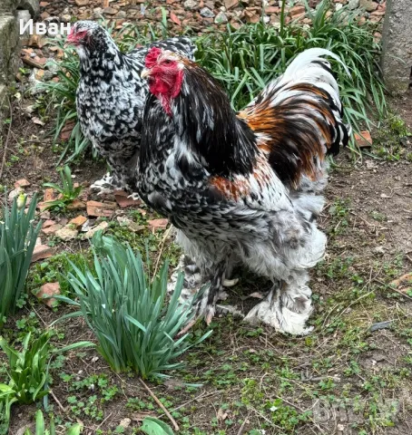 Разплодни яйца от порцеланови брами, снимка 3 - За птици - 49816987