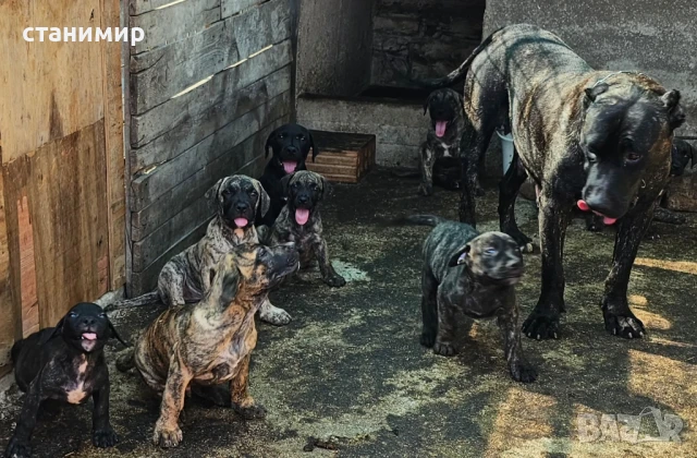  Дого Канарио/Преса Канарио , снимка 4 - Други - 39147445