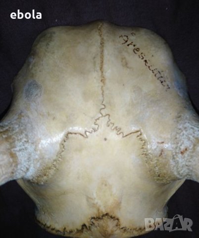 Северен елен, снимка 11 - Ловно оръжие - 28423687