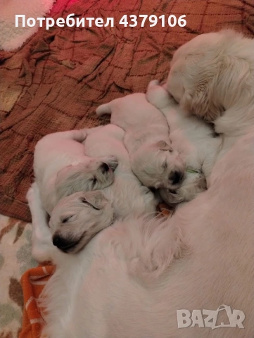 Голдън ретривър момче, снимка 7 - Голдън ретривър - 53087370