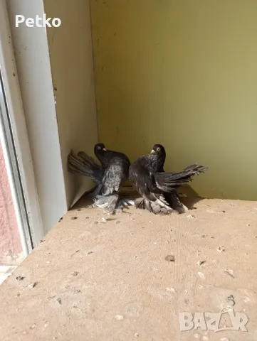 Продавам гълъби от снимките , снимка 10 - Гълъби - 47875262