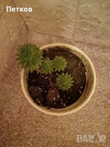 Кактус, снимка 2 - Стайни растения - 43047094