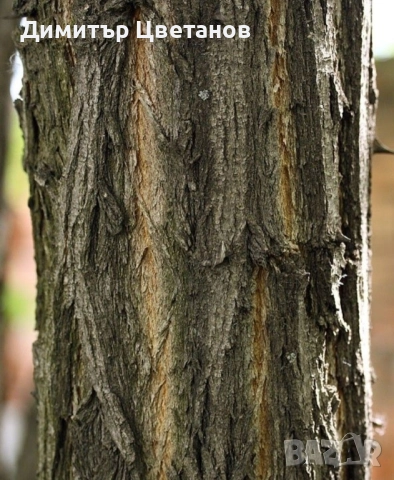 Продавам салкъмови [акациеви) колове - по поръчка