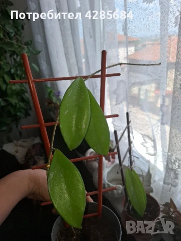 хоя пубикалукс /пепел от рози тъмна /, снимка 16 - Стайни растения - 50045816