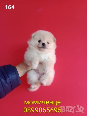 Померани. Мъжки и женски Померанчета. Реални снимки!, снимка 4 - Померан - 53082394