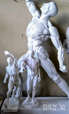 Екорше / Анатомична фигура / Гипсов модел, снимка 18 - Други - 51458325