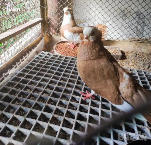 Продавам гълъби , снимка 1