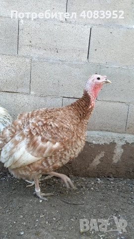 пуйки за месо, снимка 2 - Кокошки и пуйки - 52935623