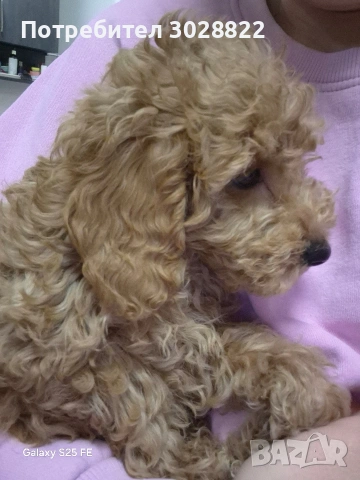 Той Пуделчета чистокръвни, снимка 4 - Пудели - 53196317