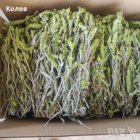  Продава Мурсалски (Пирински) чай- РЕКОЛТА 2025 г. плик  30 грама, снимка 7 - Домашни продукти - 32267899