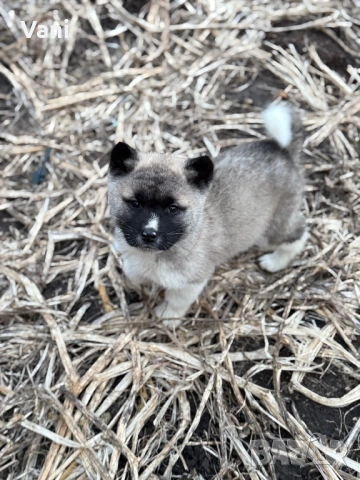 Америкаска акита , снимка 11 - Акита - 53493494