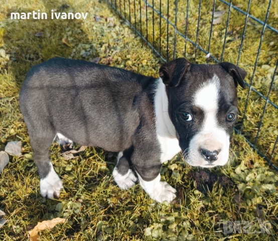 Маки питбули, снимка 3 - Питбул - 52840450