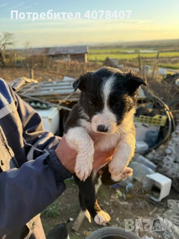 кученца Бордър коли, снимка 3 - Коли - 52945335